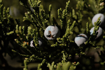 Ashe juniper closeup with berries on tree shows plant in Texas landscape.