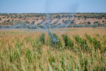 Corn fields under mechanized irrigation in Castilla La Mancha