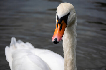 swan on the water