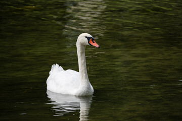 swan on the lake