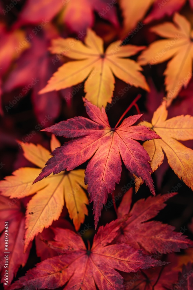 Wall mural Closeup of colorful autumn maple leaves. Multicolor autumn maple leaves background.