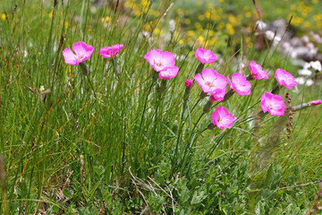 garofano selvatico (Dianthus sylvestris)