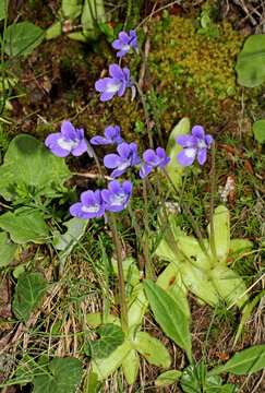 "erba unta" (Pinguicula vulgaris)