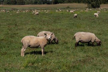 A flock of sheep grazing in a pasture or meadow