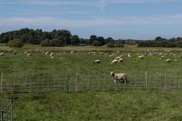 Obraz premium A flock of sheep grazing in a pasture or meadow
