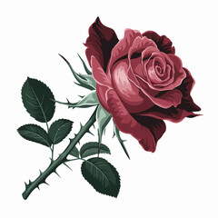 Elegant Rose Illustration on White Background