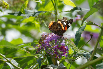 Red admiral butterfly (Vanessa Atalanta) perched on summer lilac in Zurich, Switzerland