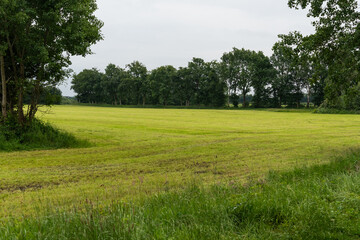 grassland after the sward was cut and harvested, providing silage as animal feed