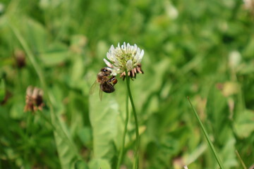 bee on flower