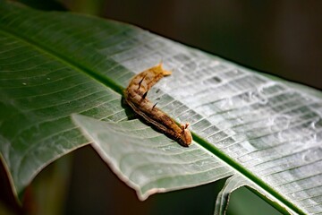 Caterpillar of a giant owl, Caligo memnon