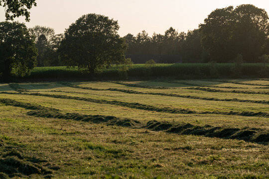 Grassland after being cut to harvest animal feed, the grass lying in windrows after tedding