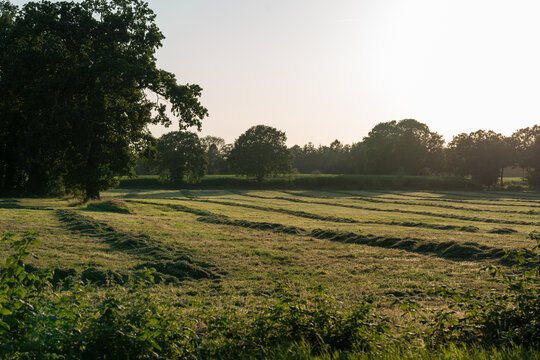 Grassland after being cut to harvest animal feed, the grass lying in windrows after tedding