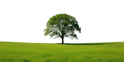 PNG Tree border on the white background