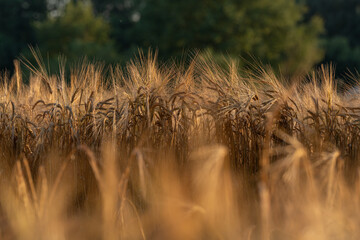 Barley ears ready to be harvested, in golden summer light
