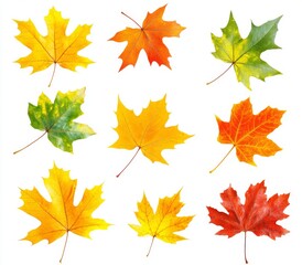 Obraz premium An isolated transparent spiraling heap of red autumn leaves on a canada maple tree.