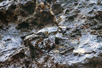 Red rock crab, Grapsus grapsus