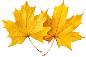 Fototapeta premium A pile of brown and yellow maple leaves on a transparent background. Autumn is in full swing.