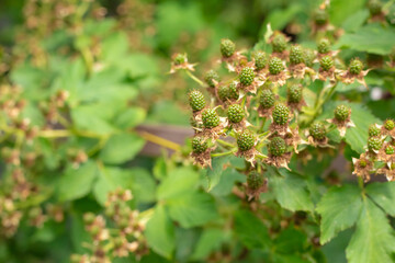 red currant ripens on a bush on a blurred background of leaves close-up