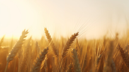 Naklejka premium Sunlit Wheat Field Closeup Golden Wheat Stalks Against Sky Warm Late Summer Day