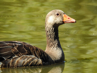goose on the water