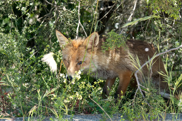 close-up of a wild Iberian Red Fox (Zorro, Vulpes Vulpes Silacea)