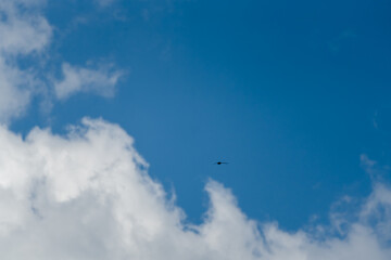 a barn swallow (Hirundo rustica) in flight under a clear light blue spring sky