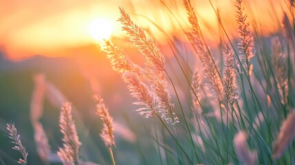 Closeup grass flowers blooming in the meadow before sunset