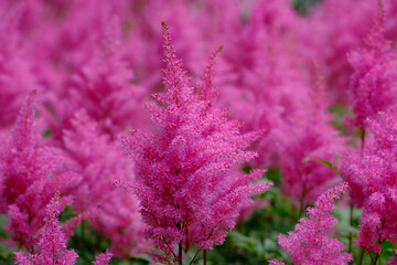 Pink flowers background