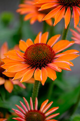 Orange flowers Echinacea 