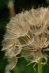 Dandelion seed head and black background