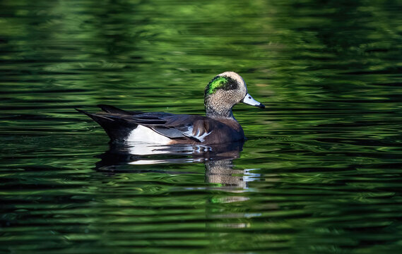 A Wigeon duck drake swimming in a deep green lake with bright green head feathers matching the color of the water.
