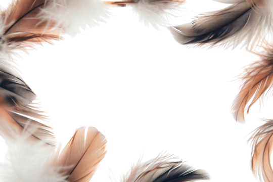 PNG bird feather on the white background