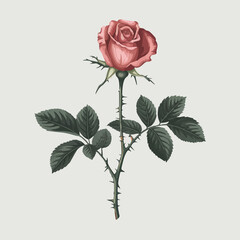 Elegant Rose Illustration on White Background