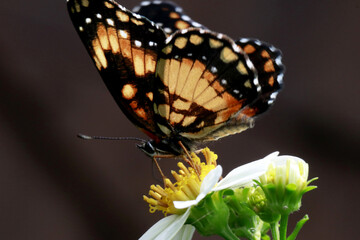 Linda borboleta se alimentando do néctar da flor em detalhe macro foto. 