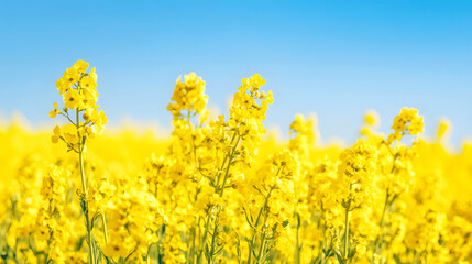 Obraz premium Field of yellow rapeseed flowers in full bloom under blue sky