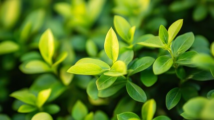 A close up of green leaves on a plant