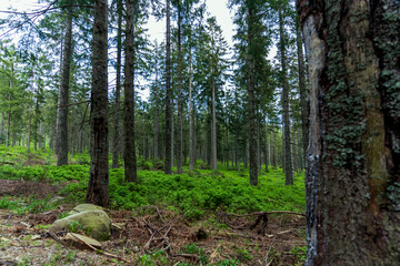 Paysage de - Mummelsee dans la Forêt-Noire près de Seebach