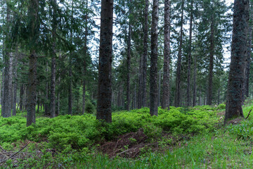 Paysage de - Mummelsee dans la Forêt-Noire près de Seebach
