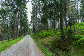 Paysage de - Mummelsee dans la Forêt-Noire près de Seebach