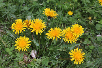 gialli capolini di tarassaco (Taraxacum sp.)