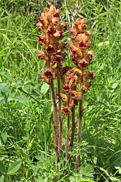 fiori rossastri parassiti (Orobanche gracilis)