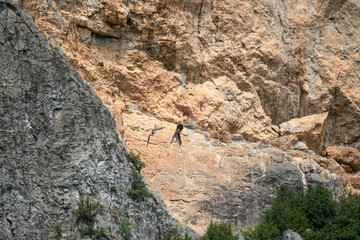 a pair of lammergeier bearded vultures (ossifrage, gypaetus barbatus) in duelling flight with rock mountain backdrop