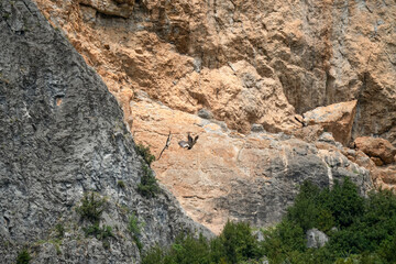 a pair of lammergeier bearded vultures (ossifrage, gypaetus barbatus) in duelling flight with rock...
