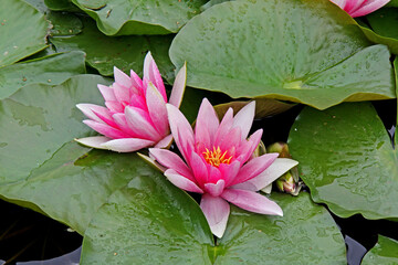 ninfee a fiore rosso