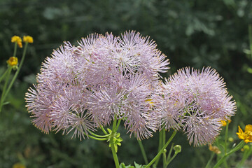 vaporosa infiorescenza di Talictrum aquilegifolium