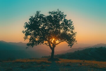 A single tree stands alone on a hill as the sun sets in the background, great for use in landscape or nature scenes