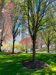 Sunny City Park in Spring with Vibrant Changing Leaves on Trees