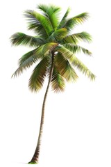 Obraz premium A lone palm tree on a clean white background