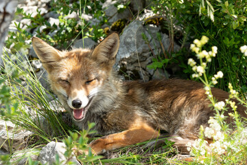 close-up of a wild Iberian Red Fox (Zorro, Vulpes Vulpes Silacea)