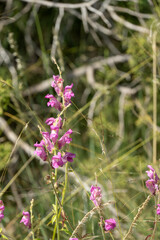 close-up of wild Antirrhinum majus, Snapdragon flowers, Dog flowers or Shwanmukh in bloom